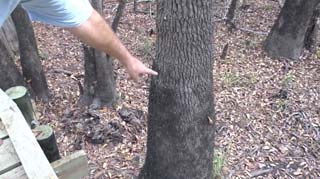 Tim is pointing out the high water line on the tree. His understanding that is a 4-year line. Will we be walking on or in water in 2020?